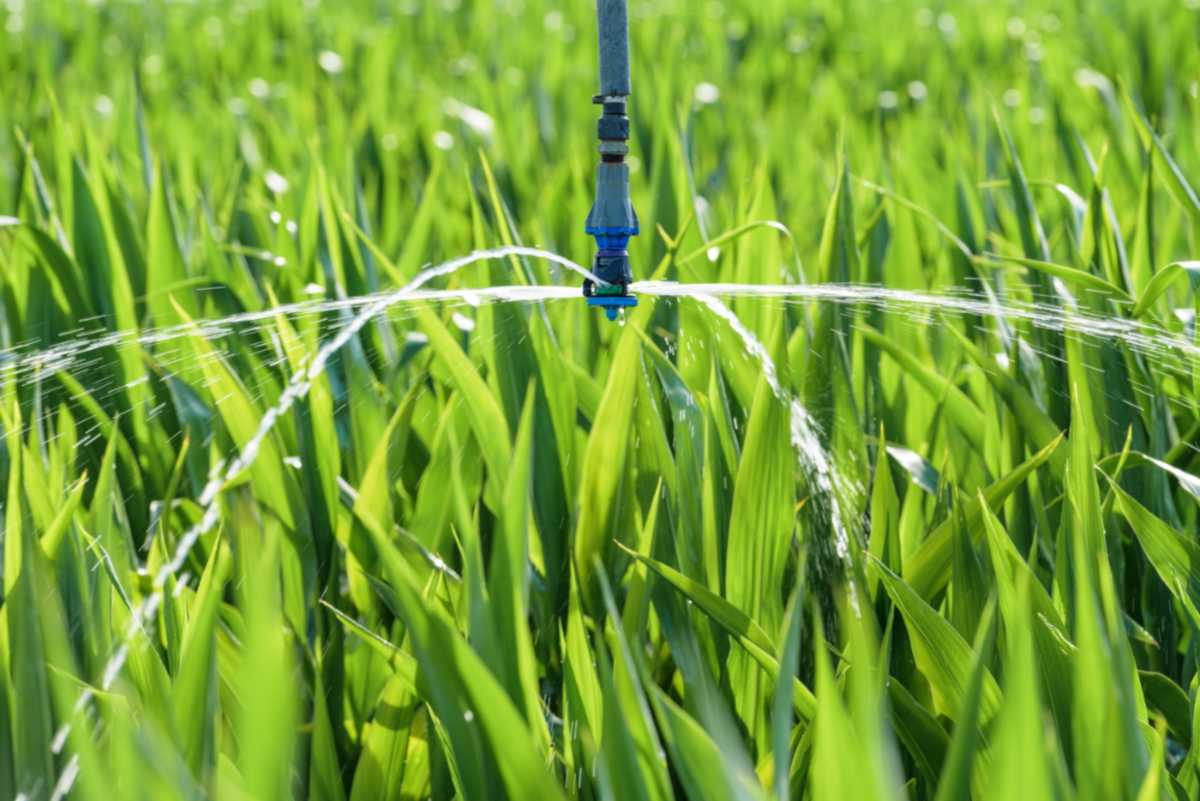 sprinkler watering lush green grass