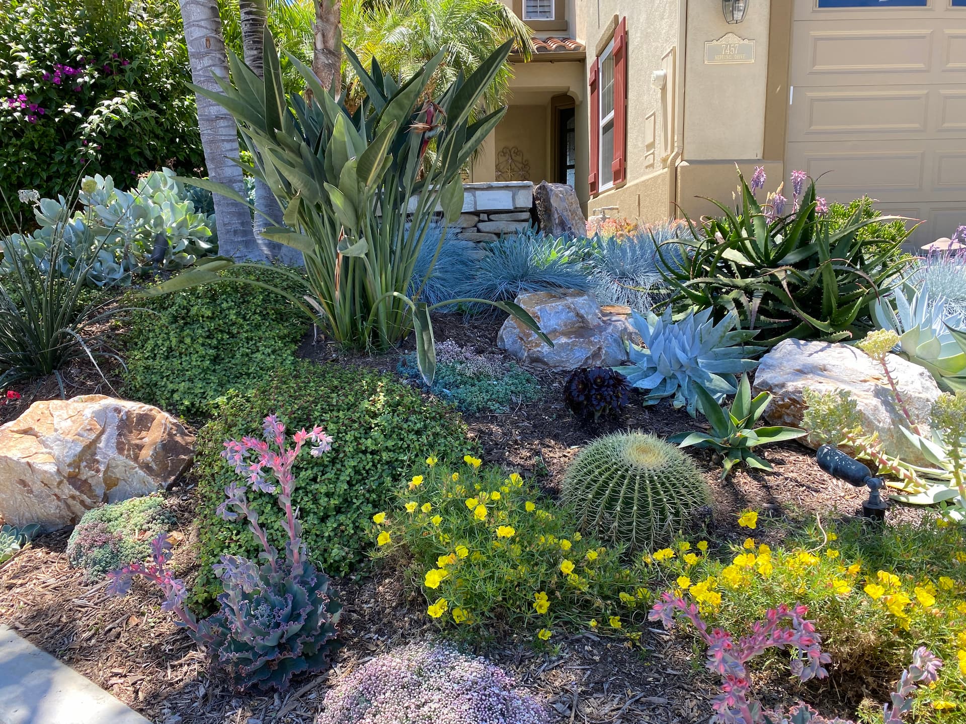 Drought-tolerant xeriscape design beside a household
